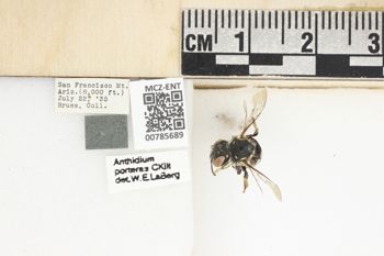 Media type: image;   Entomology 785689 Aspect: Labels